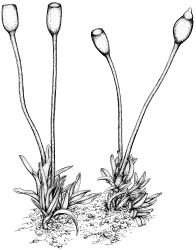 Tridontium novae-zelandiae, habit with sporophytes, moist. Drawn from J.E. Beever 110-36, CHR 611390 (paratype).
 Image: R.D. Seppelt © R.D.Seppelt All rights reserved